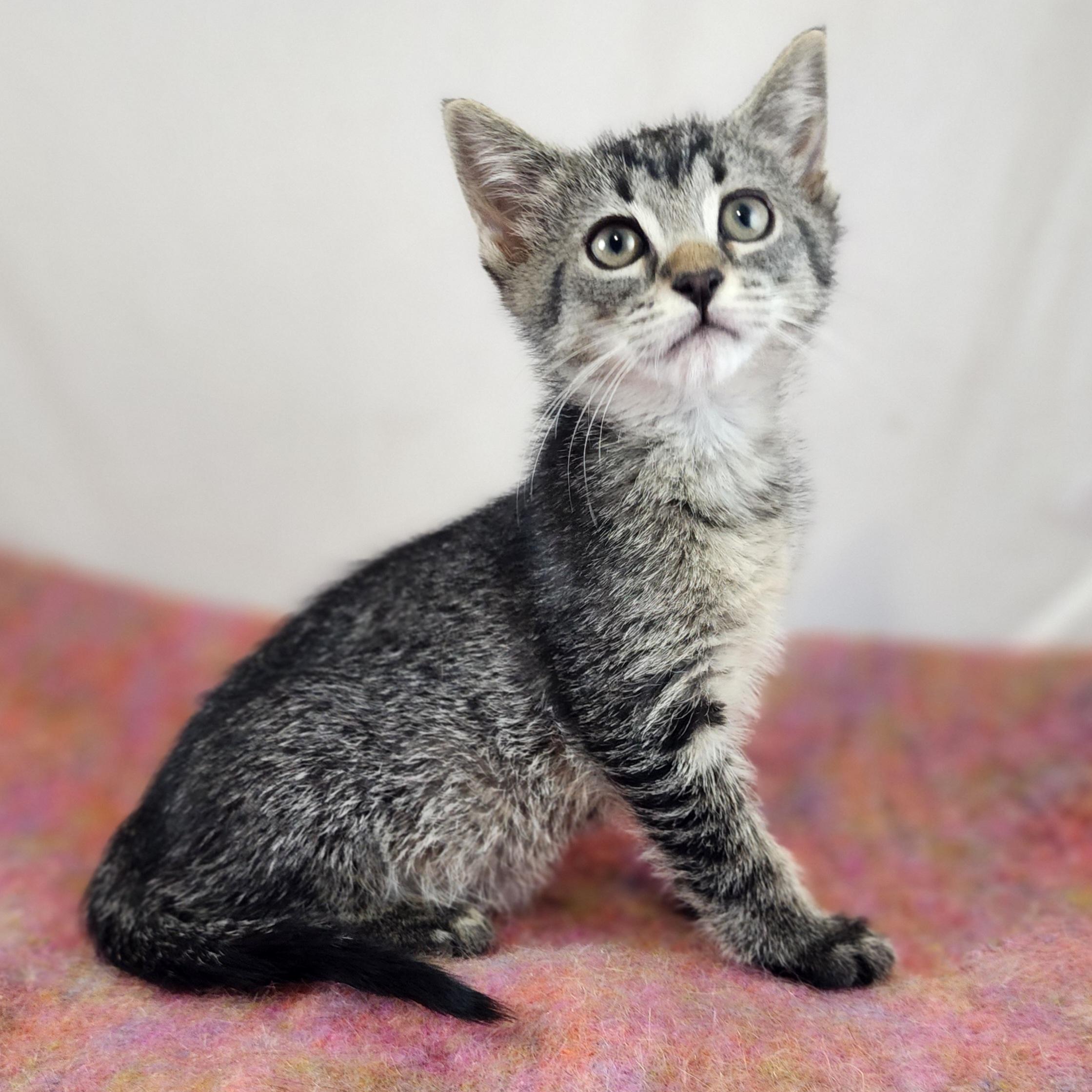 Gilda, a Adoptable Domestic Short Hair in New York, NY image 4/6