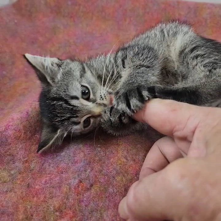 Enlarge Gilda, a Adoptable Domestic Short Hair in New York, NY video 6/6