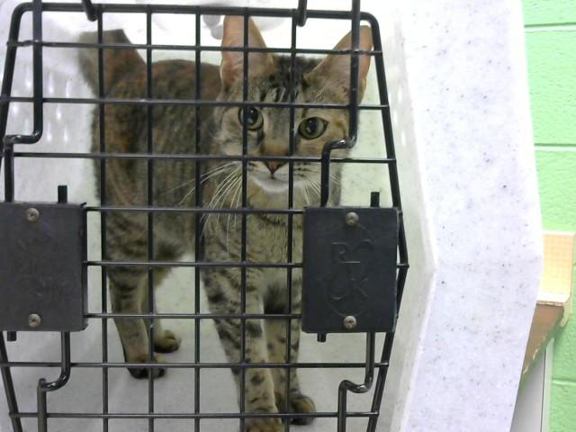 Enlarge TWILIGHT, a Adoptable Domestic Short Hair in Murfreesboro, TN image 1/1