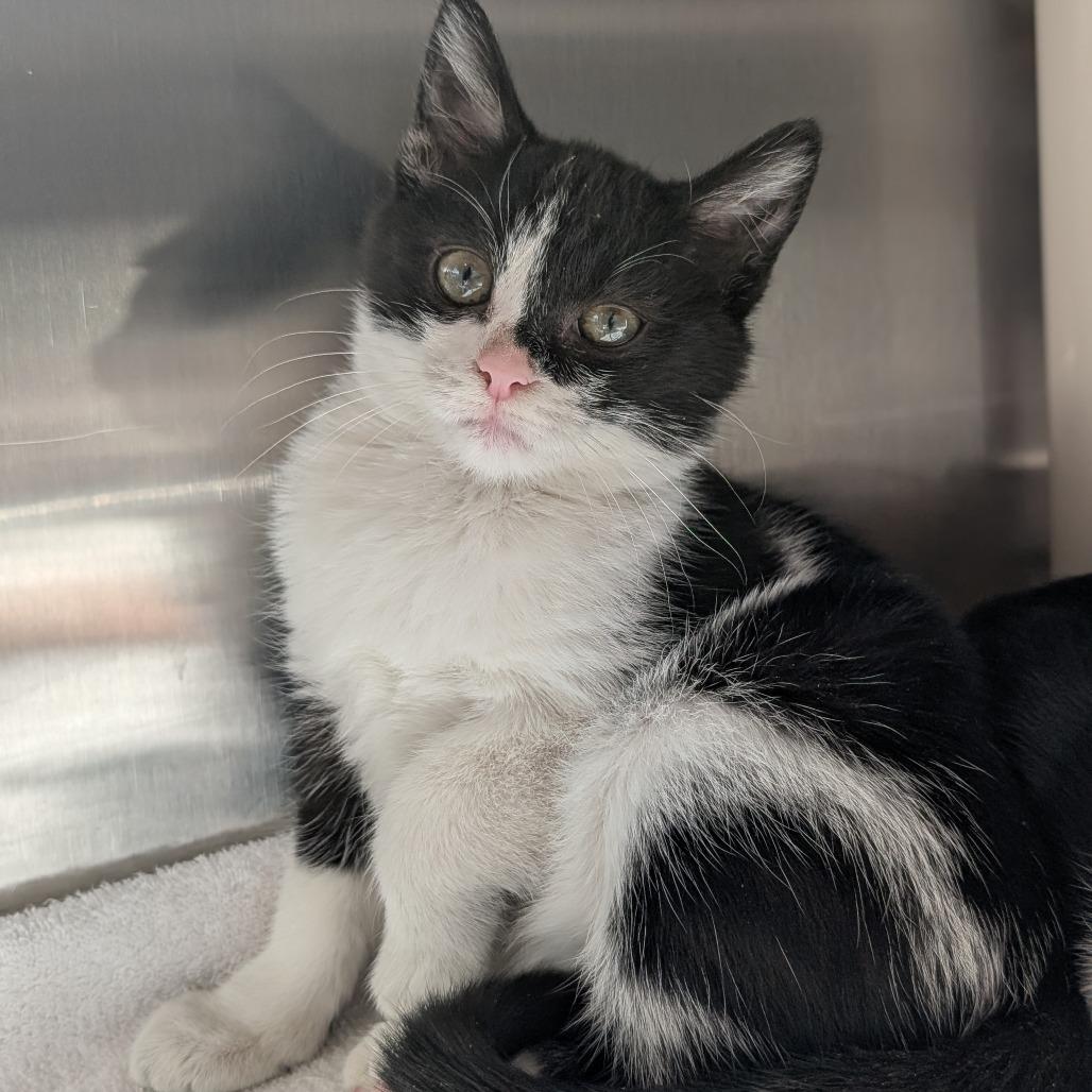 Beetle, Adoptable, Kitten Female Domestic Short Hair.