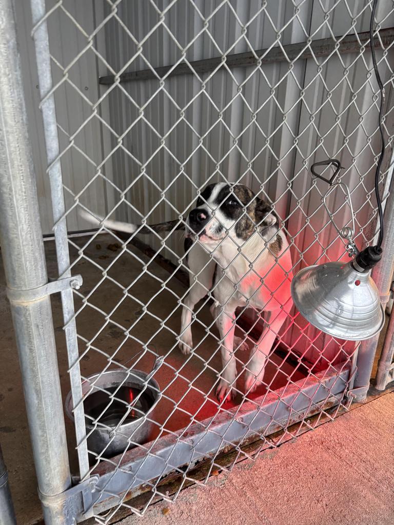 Enlarge Kewi, a Adoptable Hound in Ada, OK image 1/6