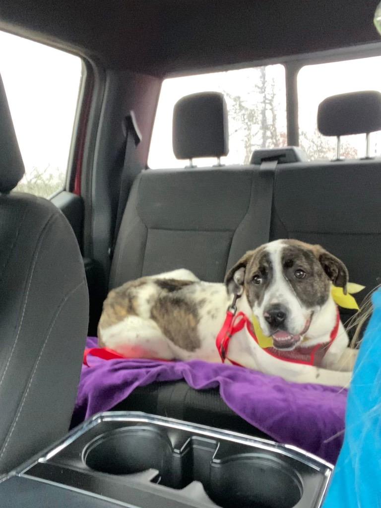 Enlarge Kewi, a Adoptable Hound in Ada, OK image 2/6