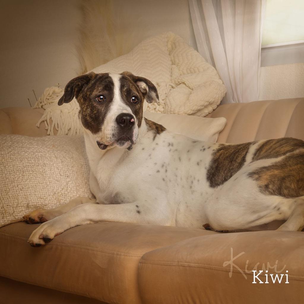 Enlarge Kewi, a Adoptable Hound in Ada, OK image 3/6