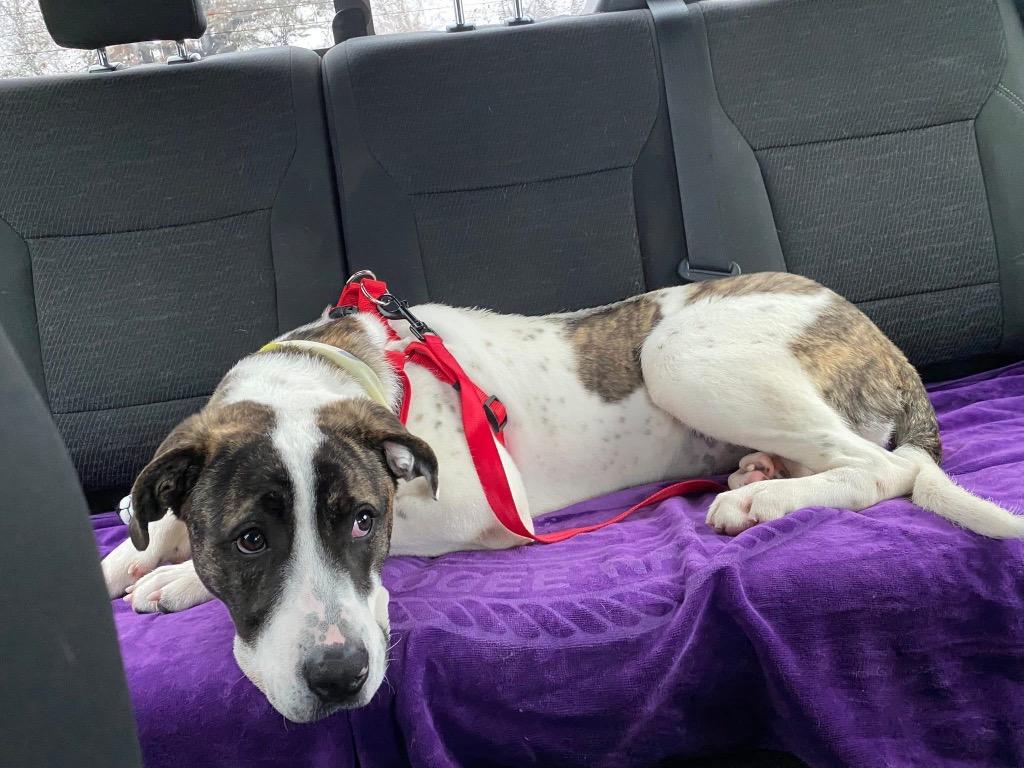 Enlarge Kewi, a Adoptable Hound in Ada, OK image 3/6