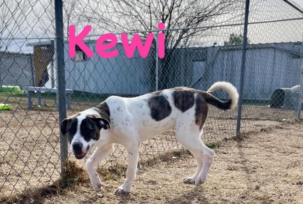 Kewi, a Adoptable Hound in Ada, OK image 2/2