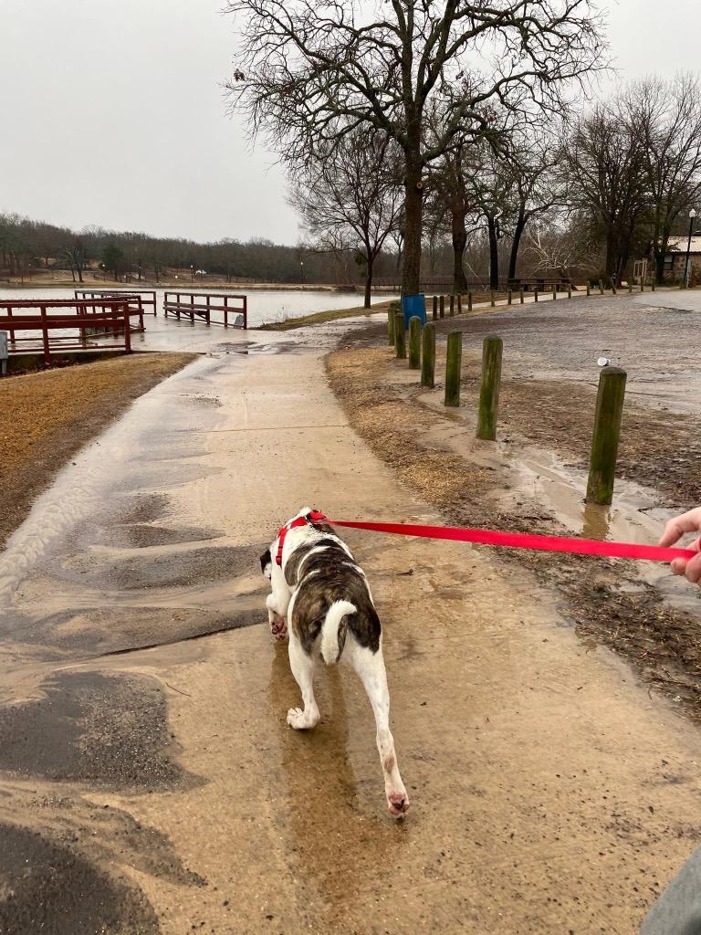 Enlarge Kewi, a Adoptable Hound in Ada, OK image 4/6