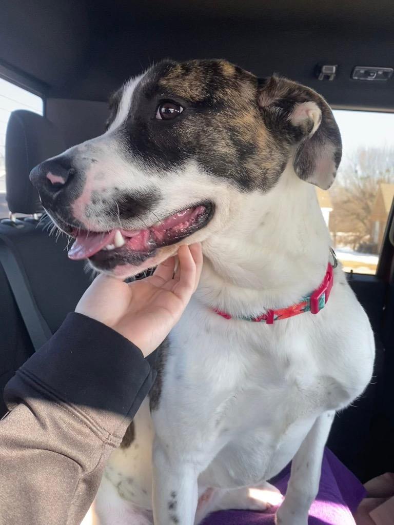 Enlarge Kewi, a Adoptable Hound in Ada, OK image 6/6