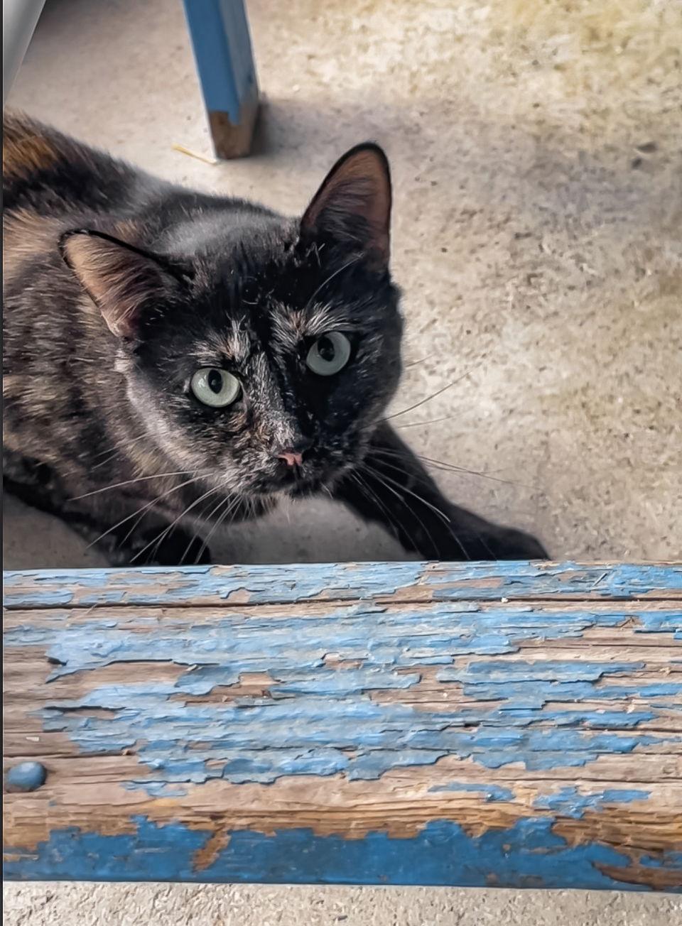 Enlarge Shawna, a Adoptable Domestic Short Hair in Estherville, IA image 1/3