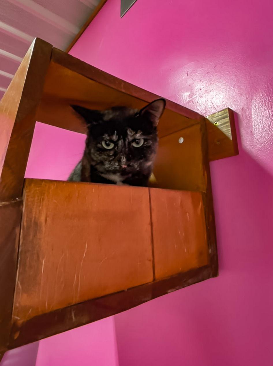 Enlarge Shawna, a Adoptable Domestic Short Hair in Estherville, IA image 3/3