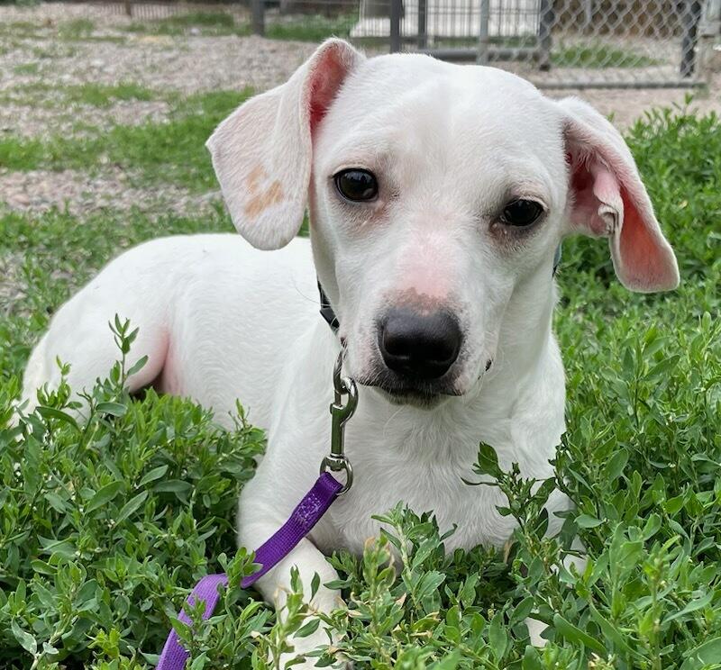 Casper, adopted, Young Male Dachshund.