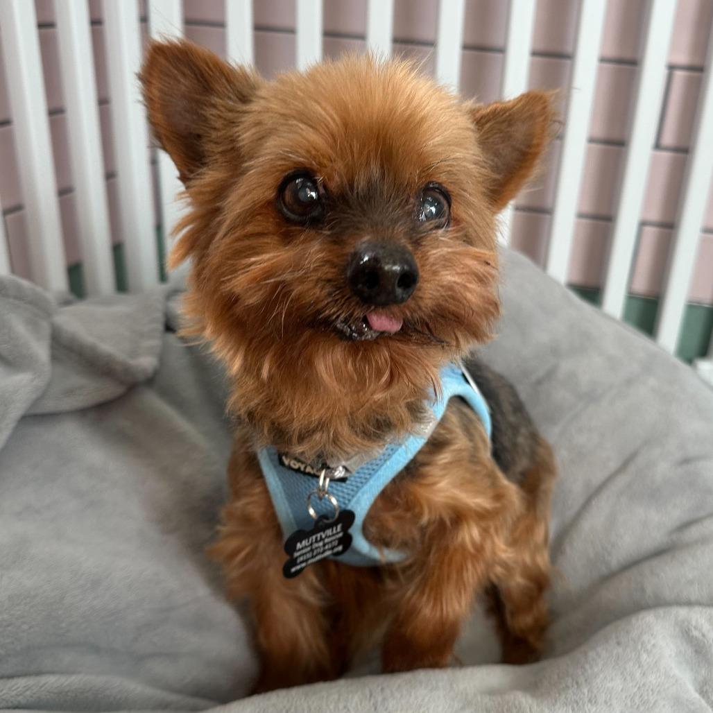 Enlarge Lantern 13823, a Adoptable Yorkshire Terrier in San Francisco, CA image 1/6
