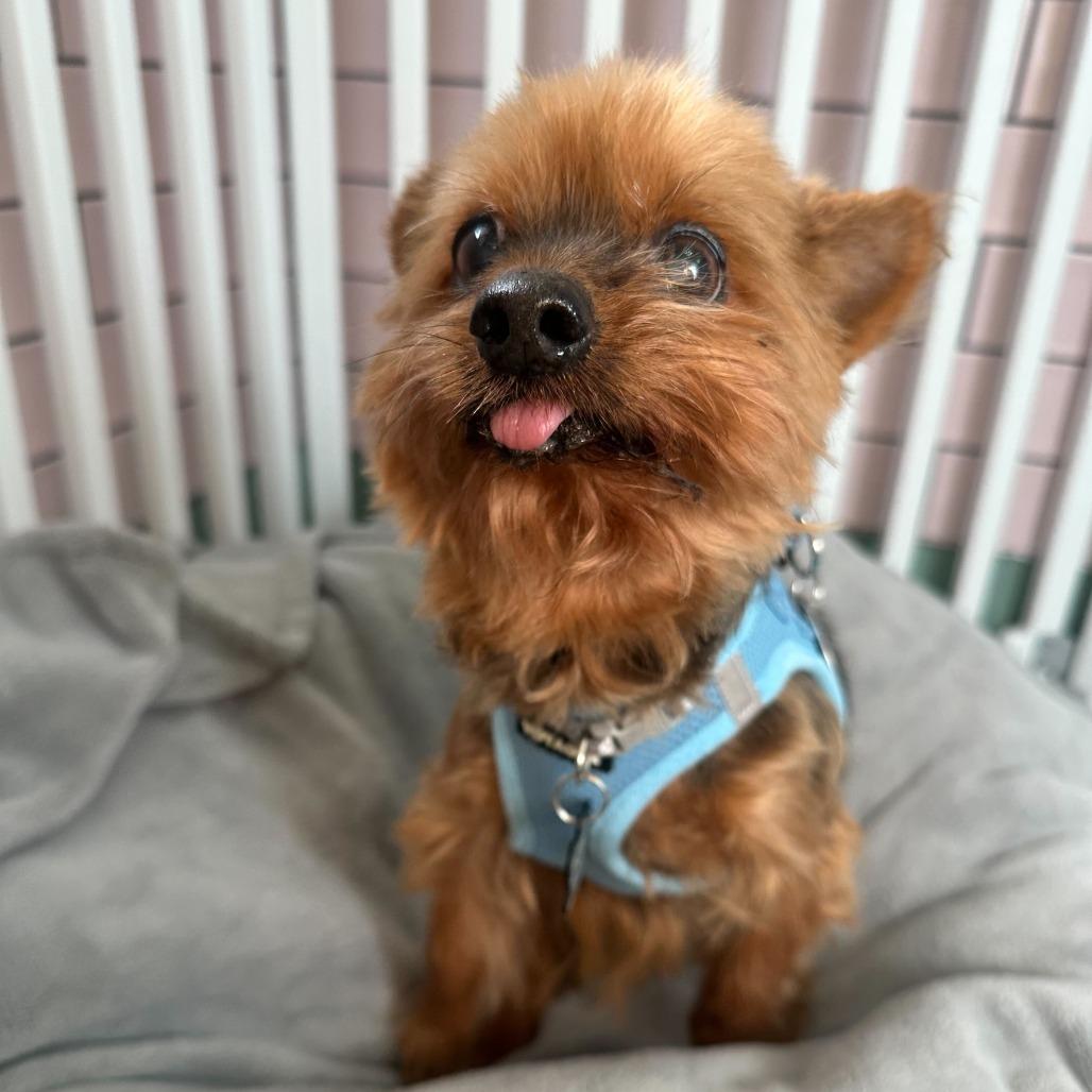 Enlarge Lantern 13823, a Adoptable Yorkshire Terrier in San Francisco, CA image 2/6