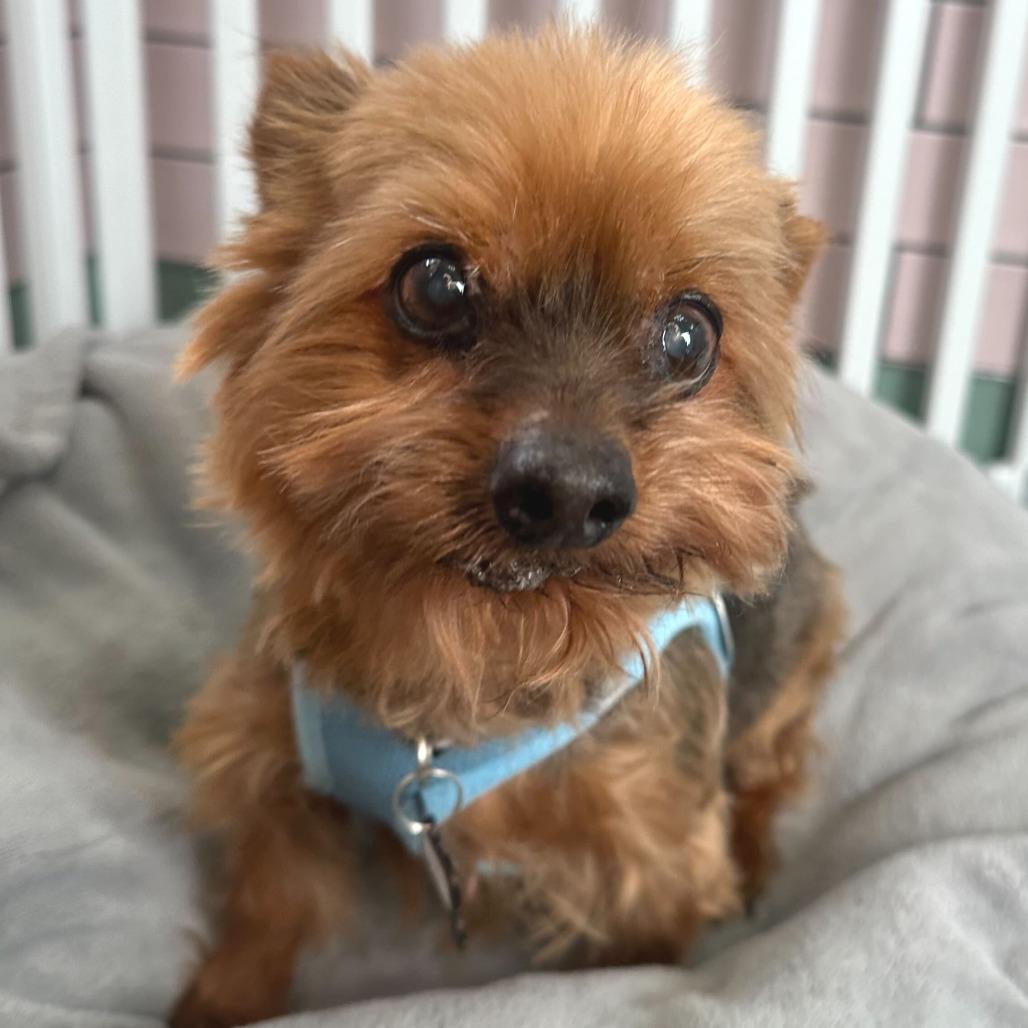 Enlarge Lantern 13823, a Adoptable Yorkshire Terrier in San Francisco, CA image 3/6