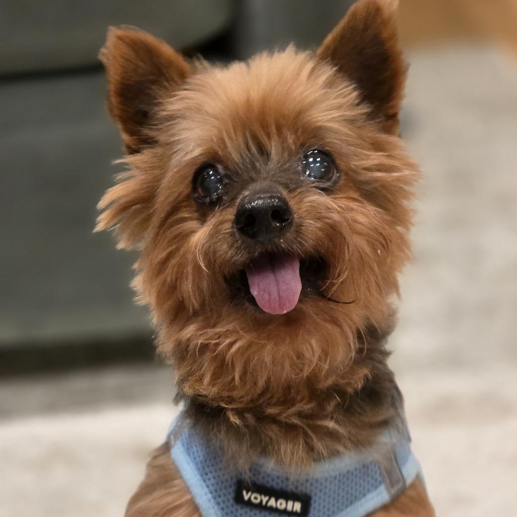Enlarge Lantern 13823, a Adoptable Yorkshire Terrier in San Francisco, CA image 4/6
