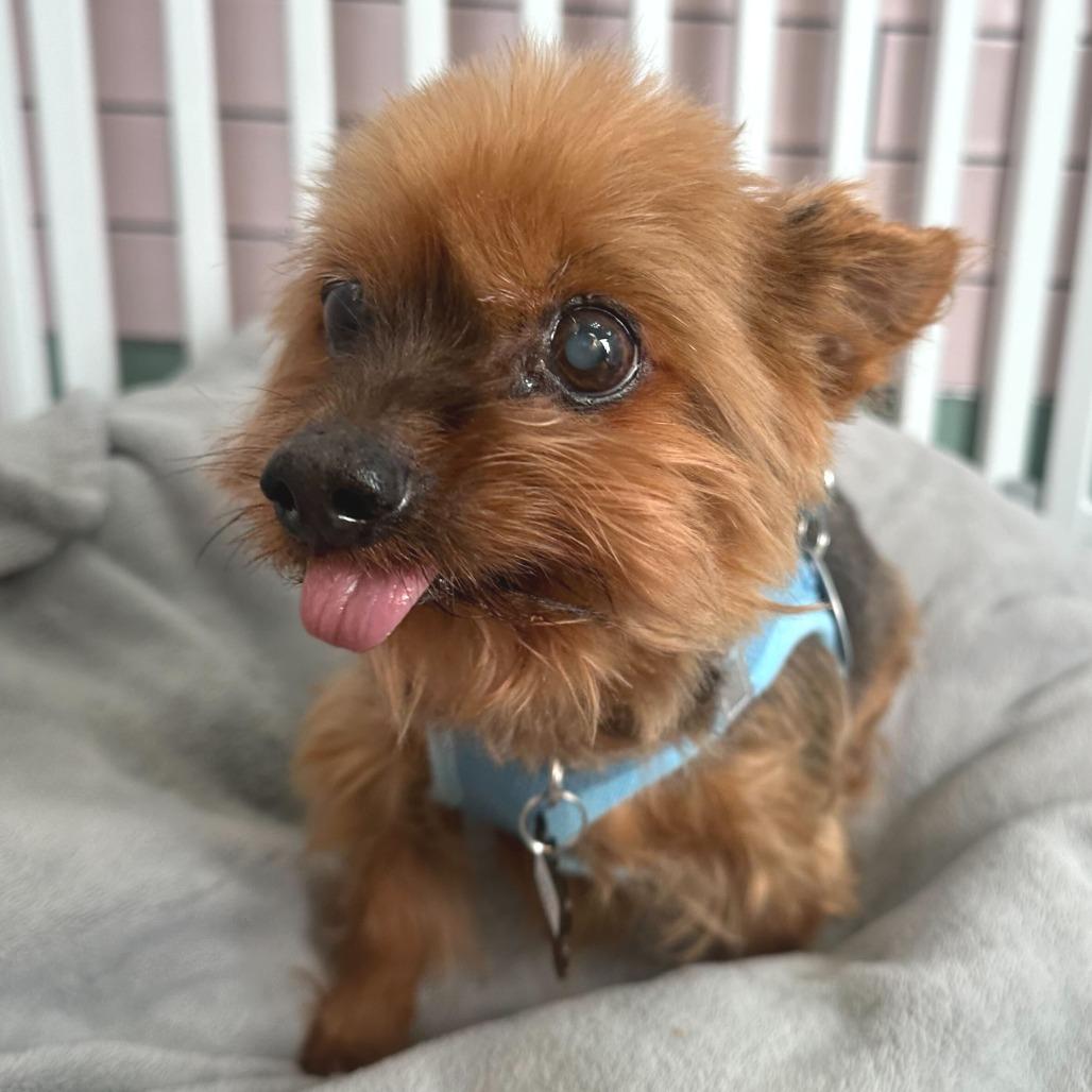 Enlarge Lantern 13823, a Adoptable Yorkshire Terrier in San Francisco, CA image 5/6