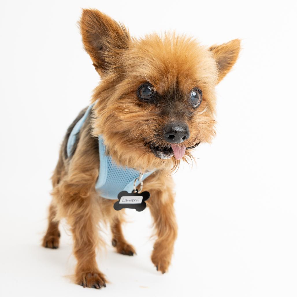 Enlarge Lantern 13823, a Adoptable Yorkshire Terrier in San Francisco, CA image 6/6
