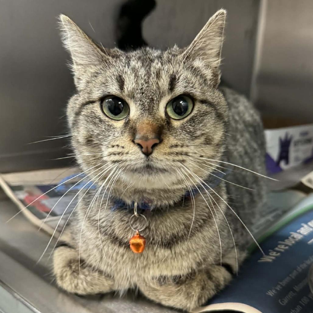 Hibiscus, Adoptable, Adult Female Domestic Short Hair.
