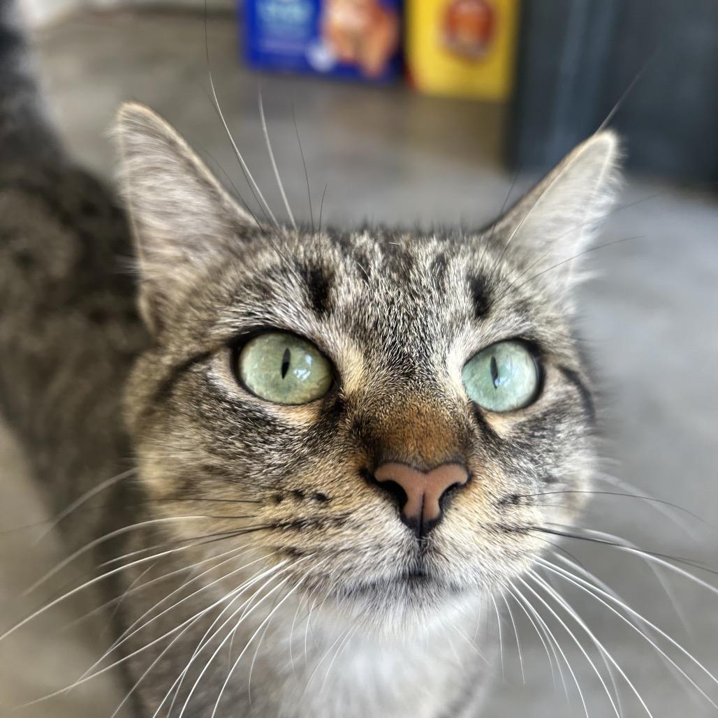 Enlarge Hibiscus, a Adoptable Domestic Short Hair in Shinnston, WV image 2/3
