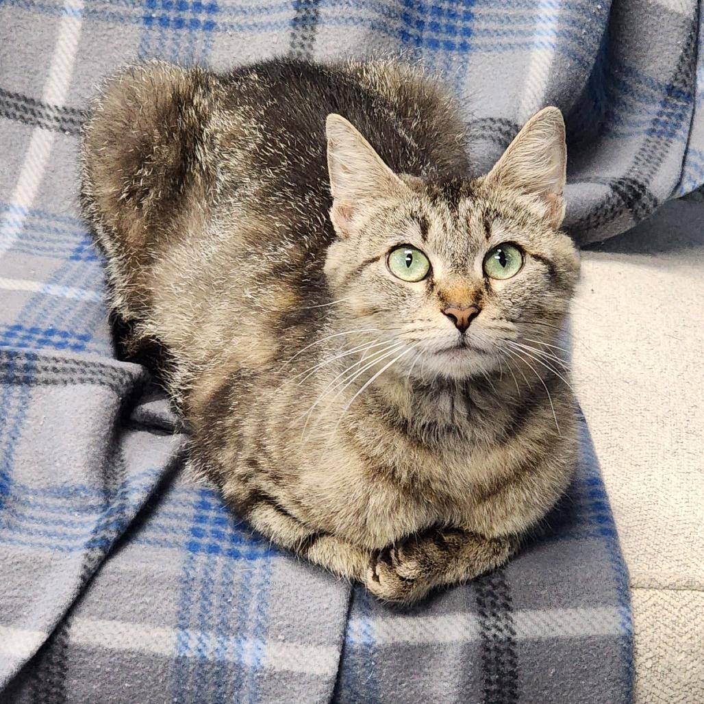 Enlarge Hibiscus, a Adoptable Domestic Short Hair in Shinnston, WV image 3/3