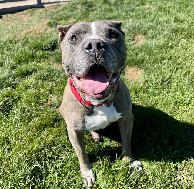JOHN HANCOCK, Adoptable, Senior Male Pit Bull Terrier.