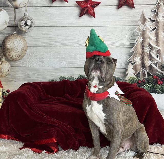 Enlarge JOHN HANCOCK, a Adoptable Pit Bull Terrier in Auburn, CA image 1/1