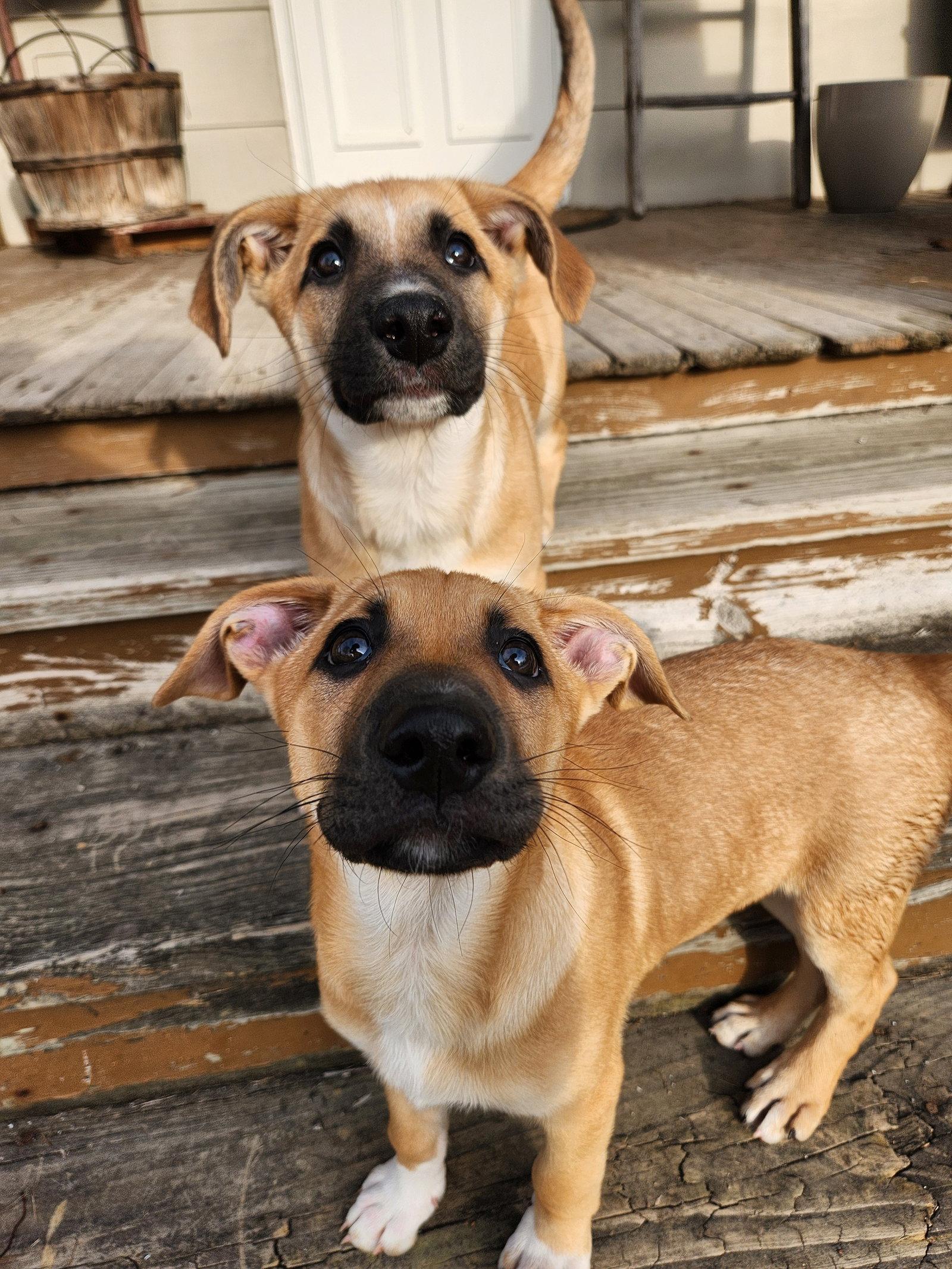Nibbles, Adopted, Puppy Male Shepherd & Labrador Retriever.