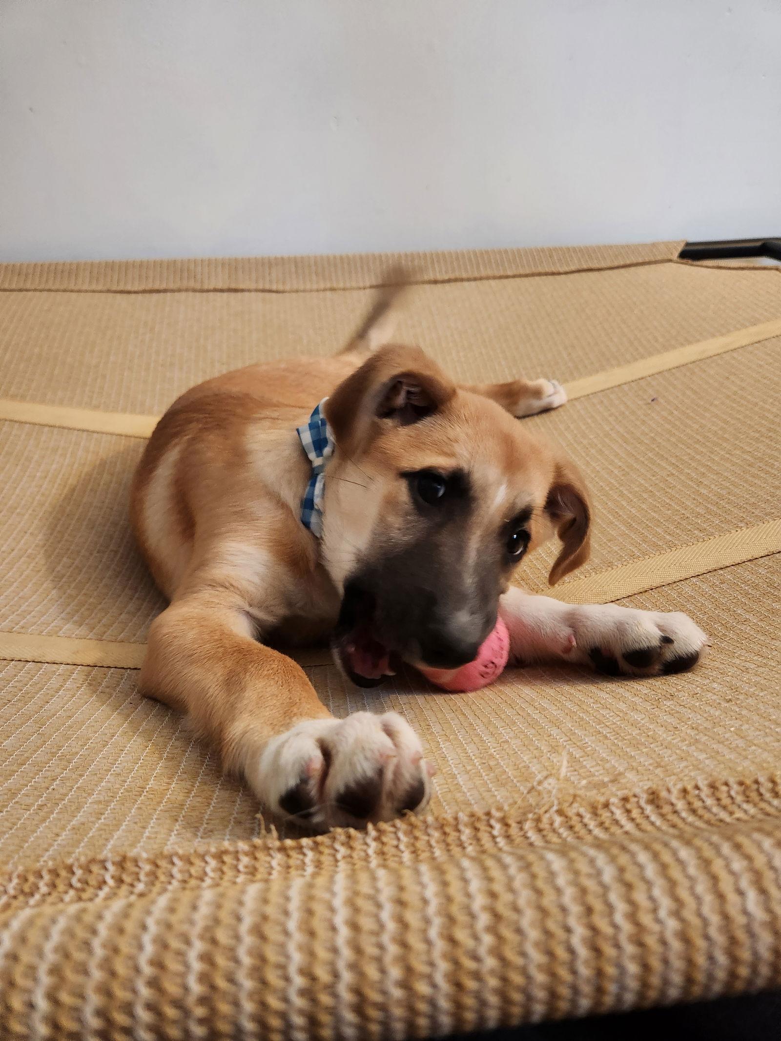 Enlarge Nibbles, a Adopted mixed breed in New London, WI image 2/3