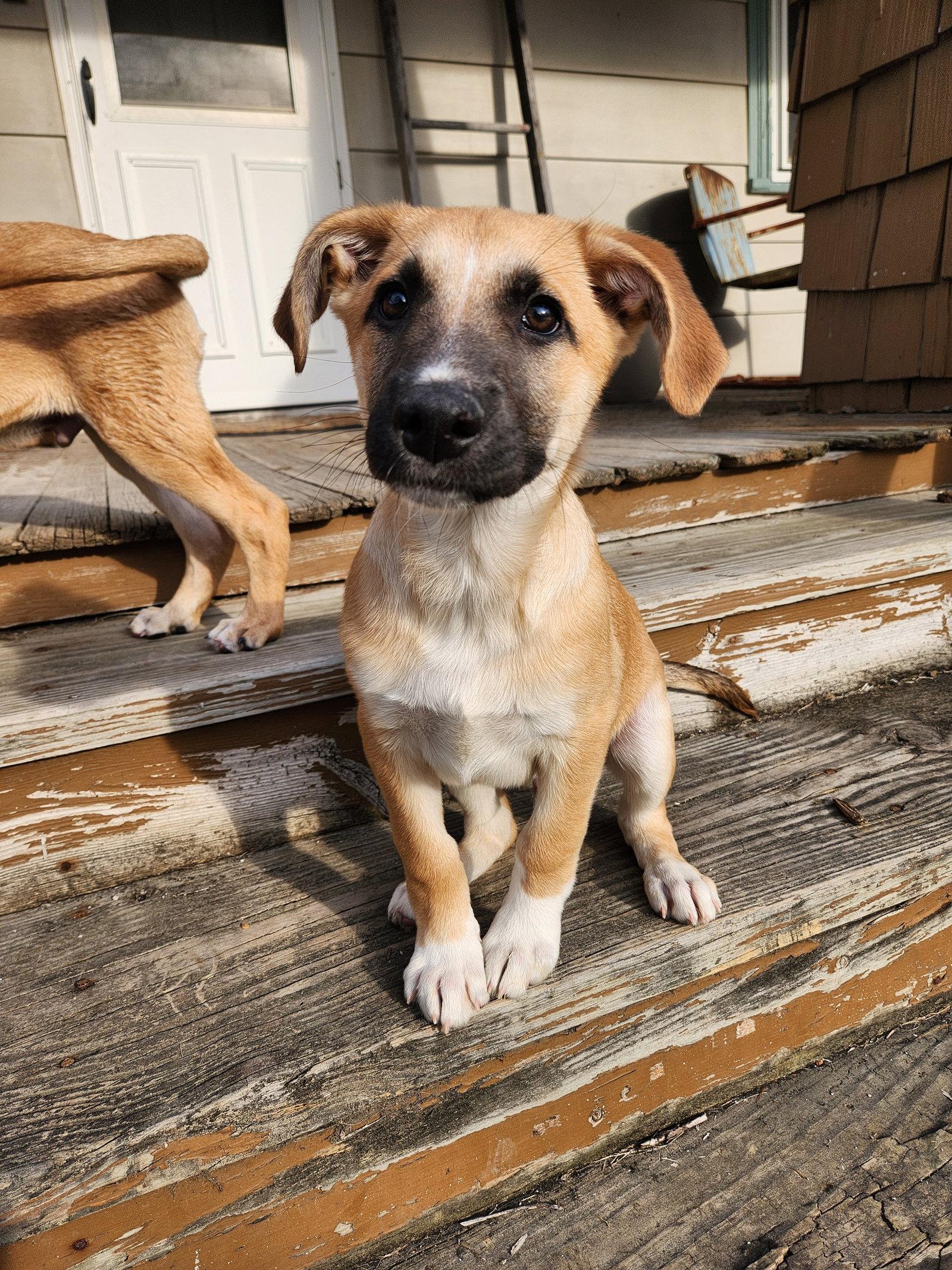 Enlarge Nibbles, a Adopted mixed breed in New London, WI image 3/3