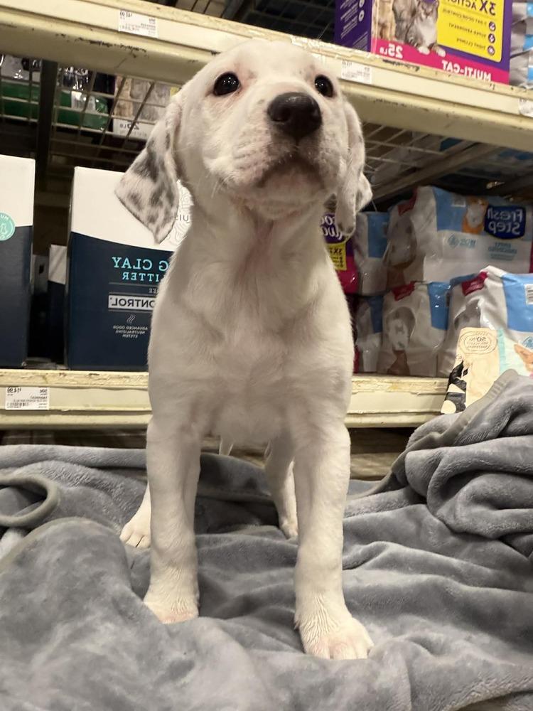 Mary-Kate (Mira’s Munchkins 2026), Adoptable, Puppy Female Pit Bull Terrier & Mixed Breed.