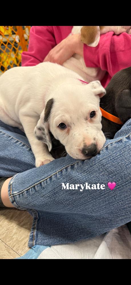 Mary-Kate (Mira’s Munchkins 2026), a Adoptable mixed breed in Wenonah, NJ image 2/6