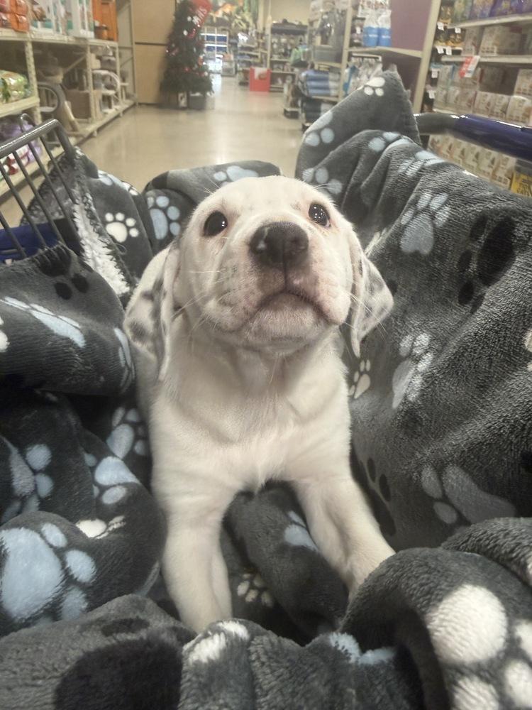 Mary-Kate (Mira’s Munchkins 2026), a Adoptable mixed breed in Wenonah, NJ image 3/6