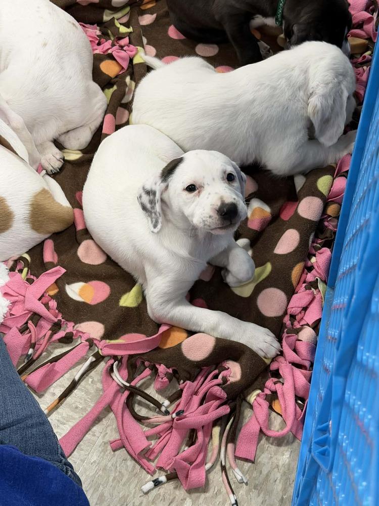 Mary-Kate (Mira’s Munchkins 2026), a Adoptable mixed breed in Wenonah, NJ image 4/6