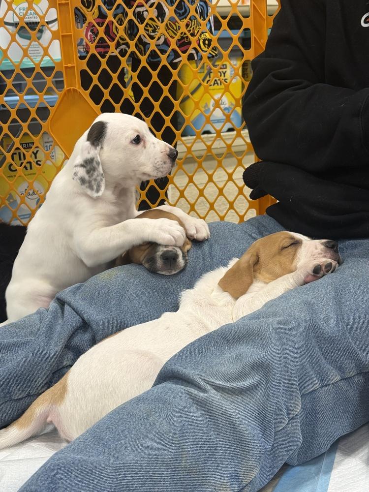 Mary-Kate (Mira’s Munchkins 2026), a Adoptable mixed breed in Wenonah, NJ image 6/6