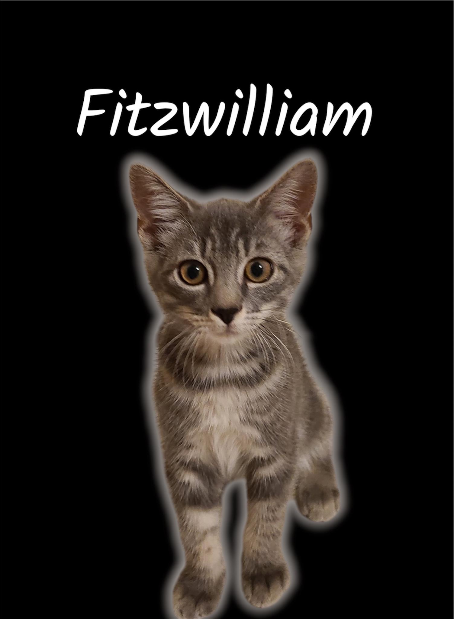 Fitzwilliam, ADOPTABLE, Kitten Male Domestic Medium Hair.