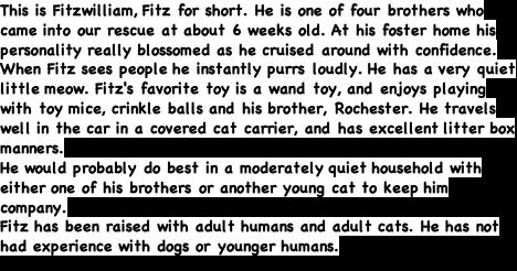 Enlarge Fitzwilliam, a Adopted Domestic Medium Hair in Auburn, CA image 2/2