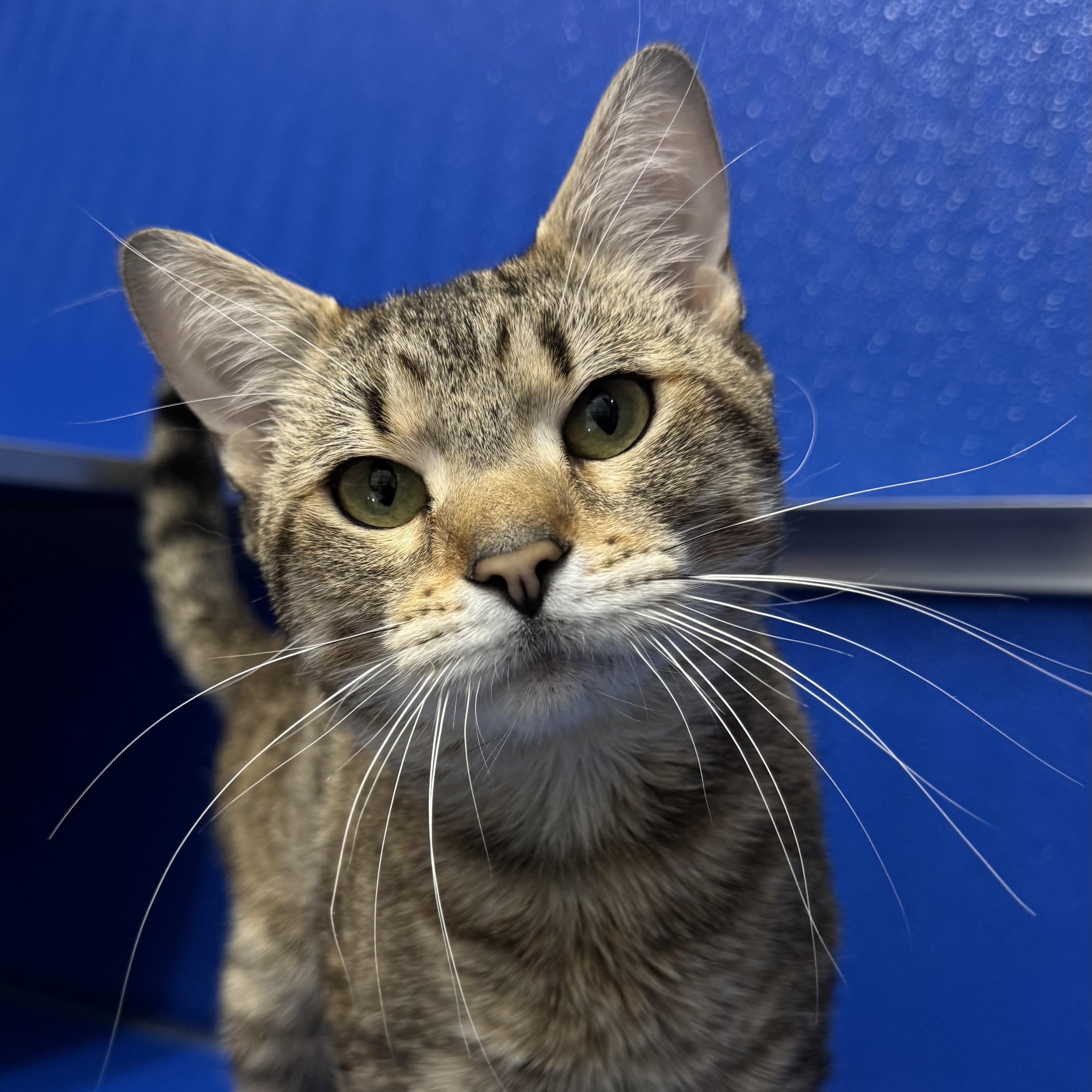 Enlarge Lion and Tygro (bonded pair!), an adopted mixed breed in Fall River, MA image 3/4