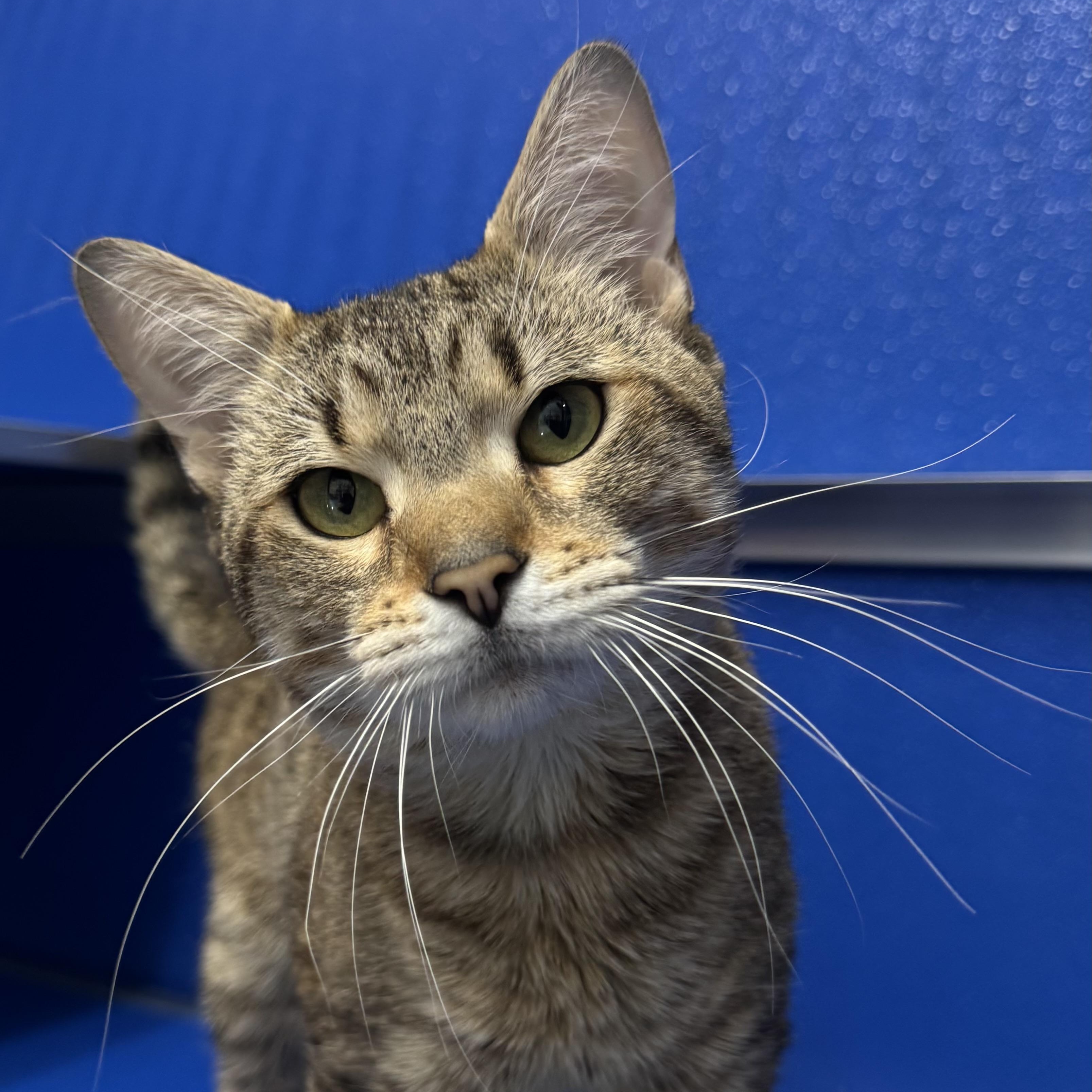 Lion and Tygro (bonded pair!), adopted, Adult Male Domestic Short Hair & Domestic Long Hair.