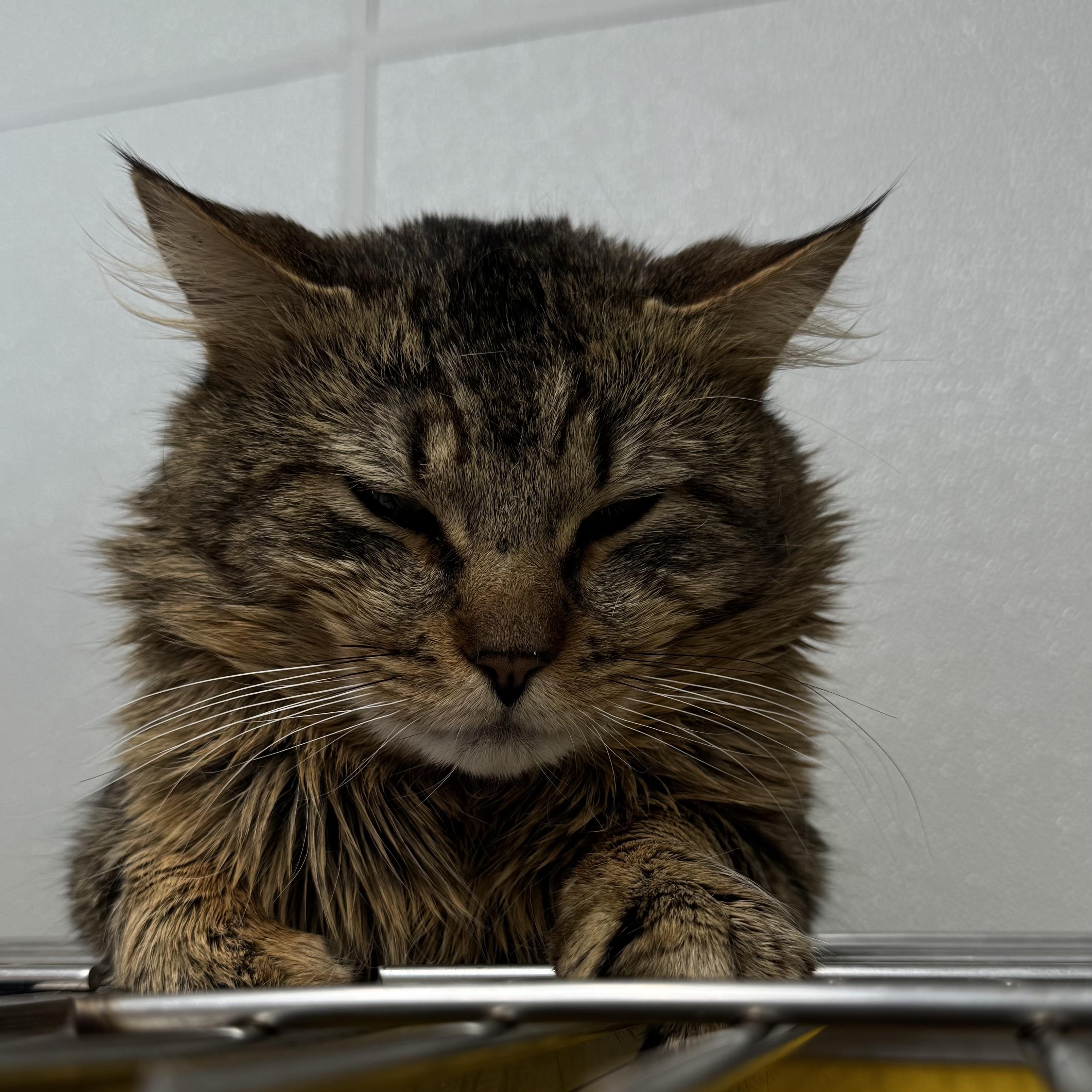 Enlarge Lion and Tygro (bonded pair!), an adopted mixed breed in Fall River, MA image 2/4