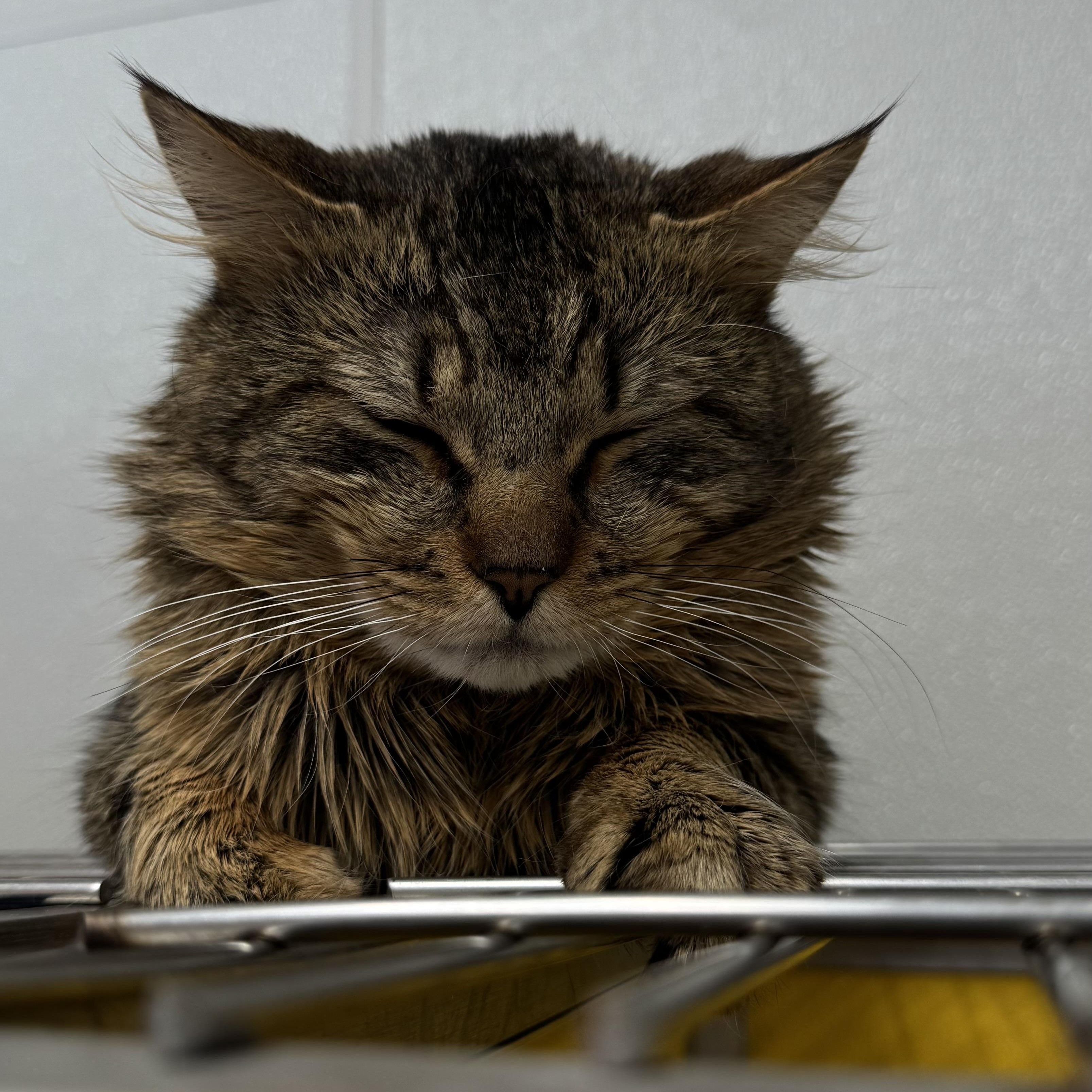 Enlarge Lion and Tygro (bonded pair!), an adopted mixed breed in Fall River, MA image 4/4