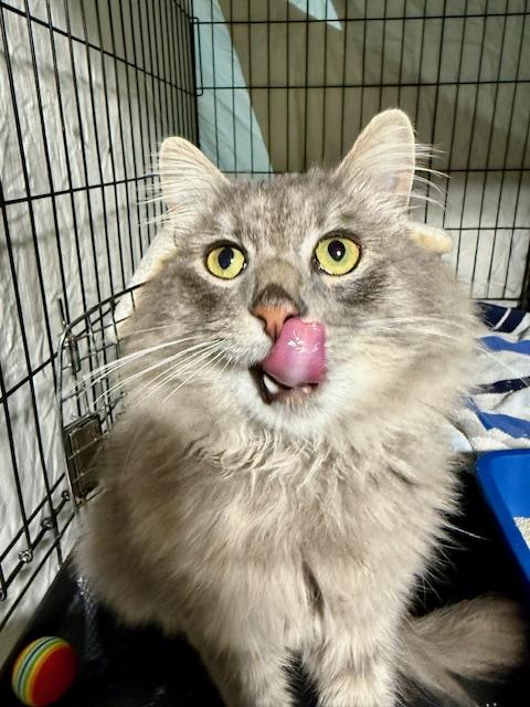 Enlarge Grey, an adopted Domestic Long Hair in Syracuse, NY image 1/2