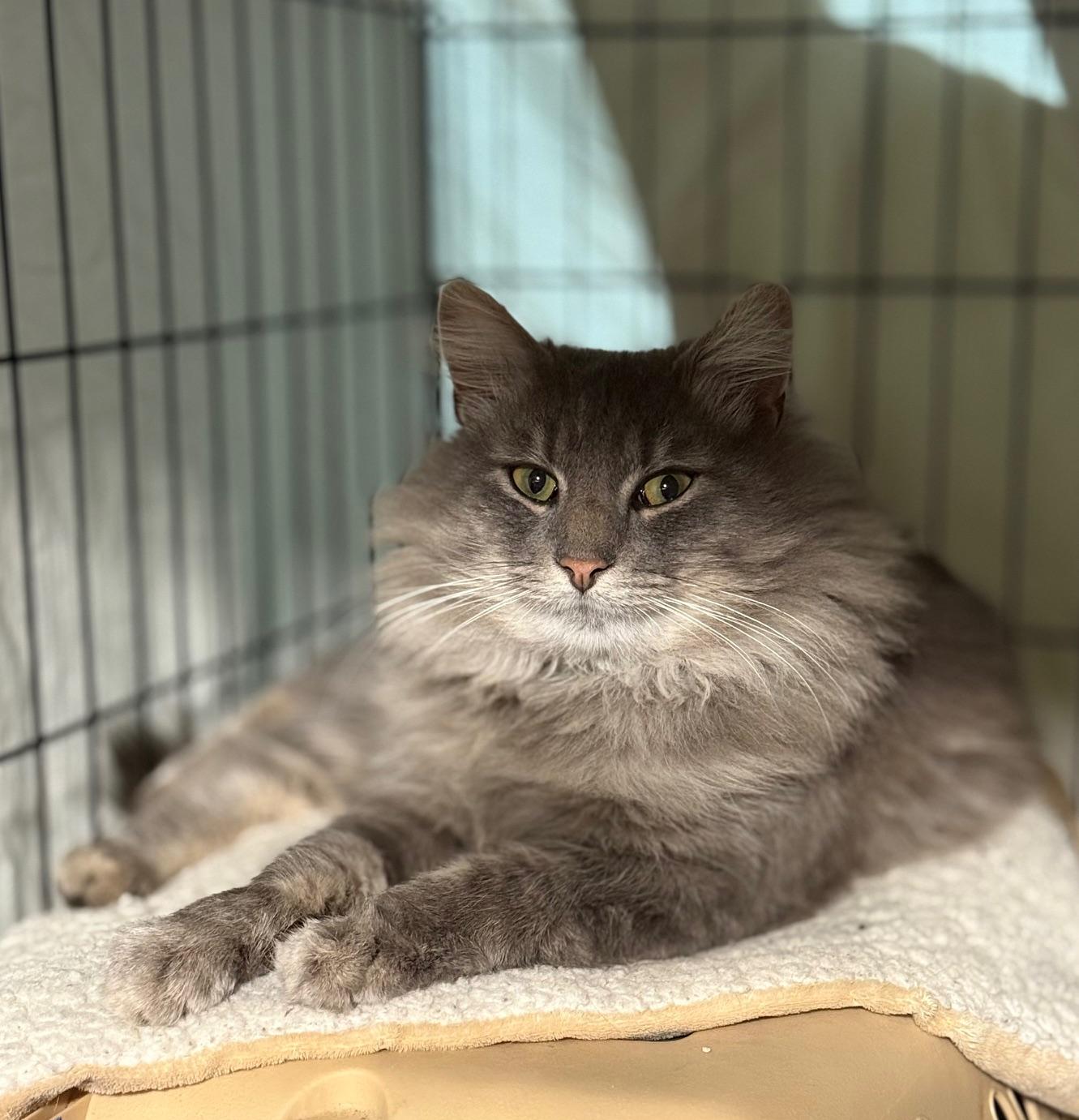 Enlarge Grey, an adopted Domestic Long Hair in Syracuse, NY image 2/2