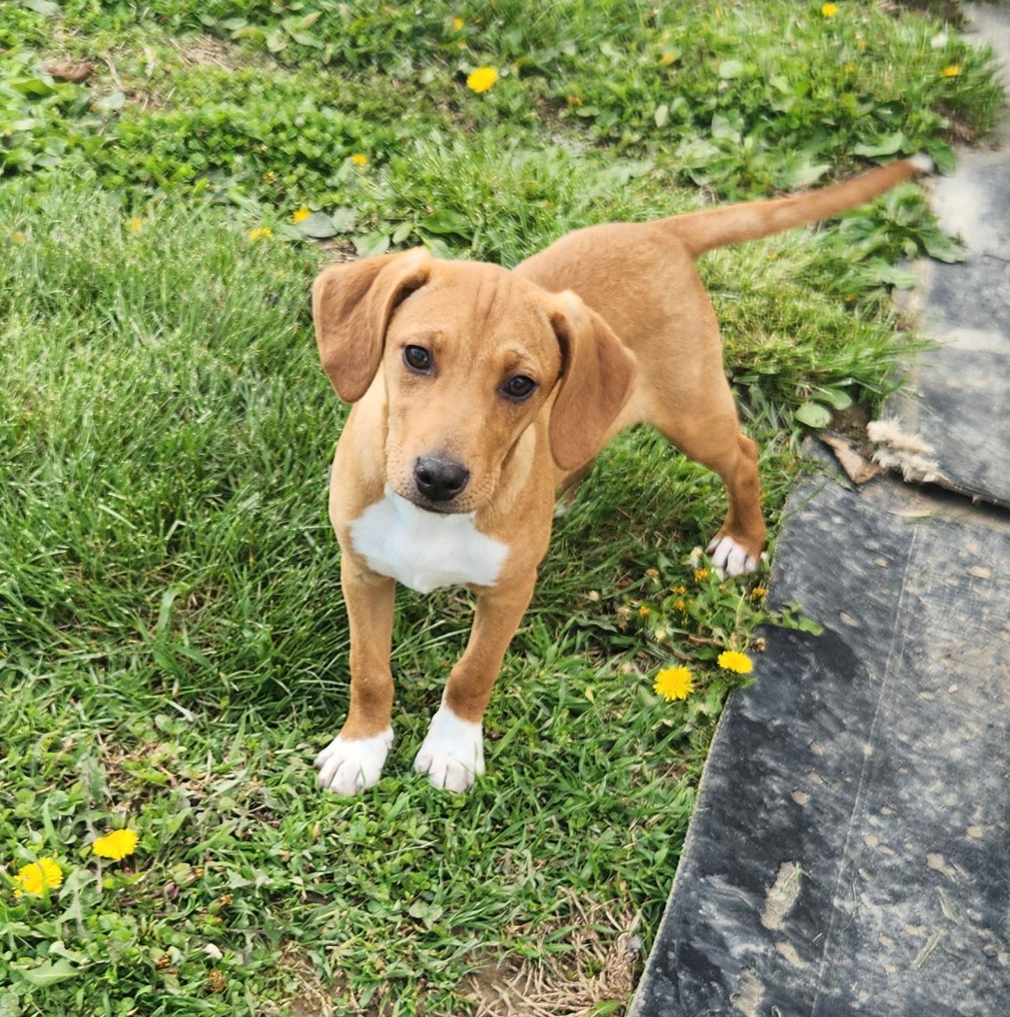 Enlarge Pheasant, a ADOPTABLE mixed breed in Liberty Center, OH image 6/6