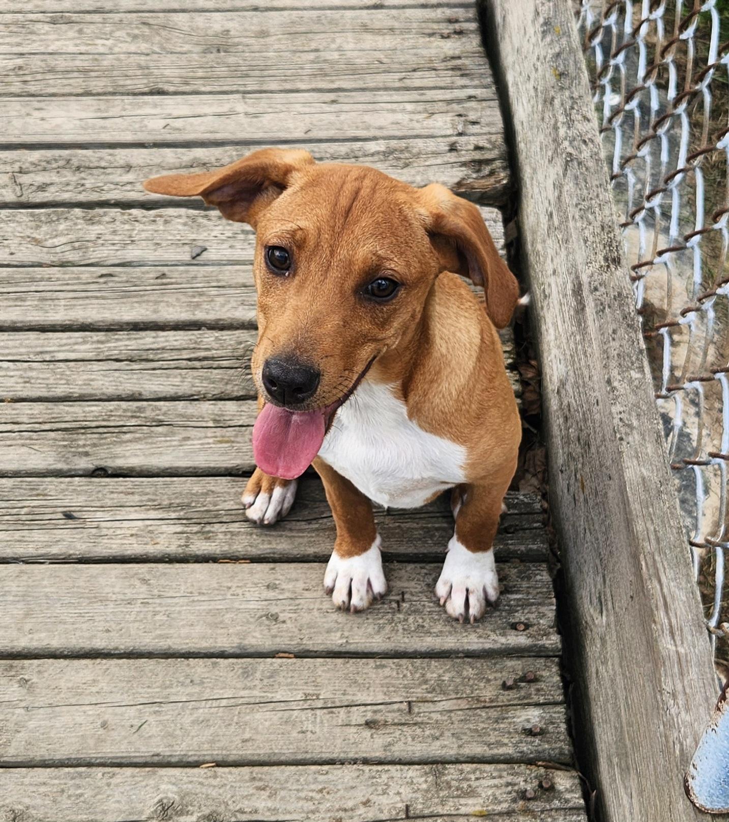 Enlarge Pheasant, a ADOPTABLE mixed breed in Liberty Center, OH image 5/6