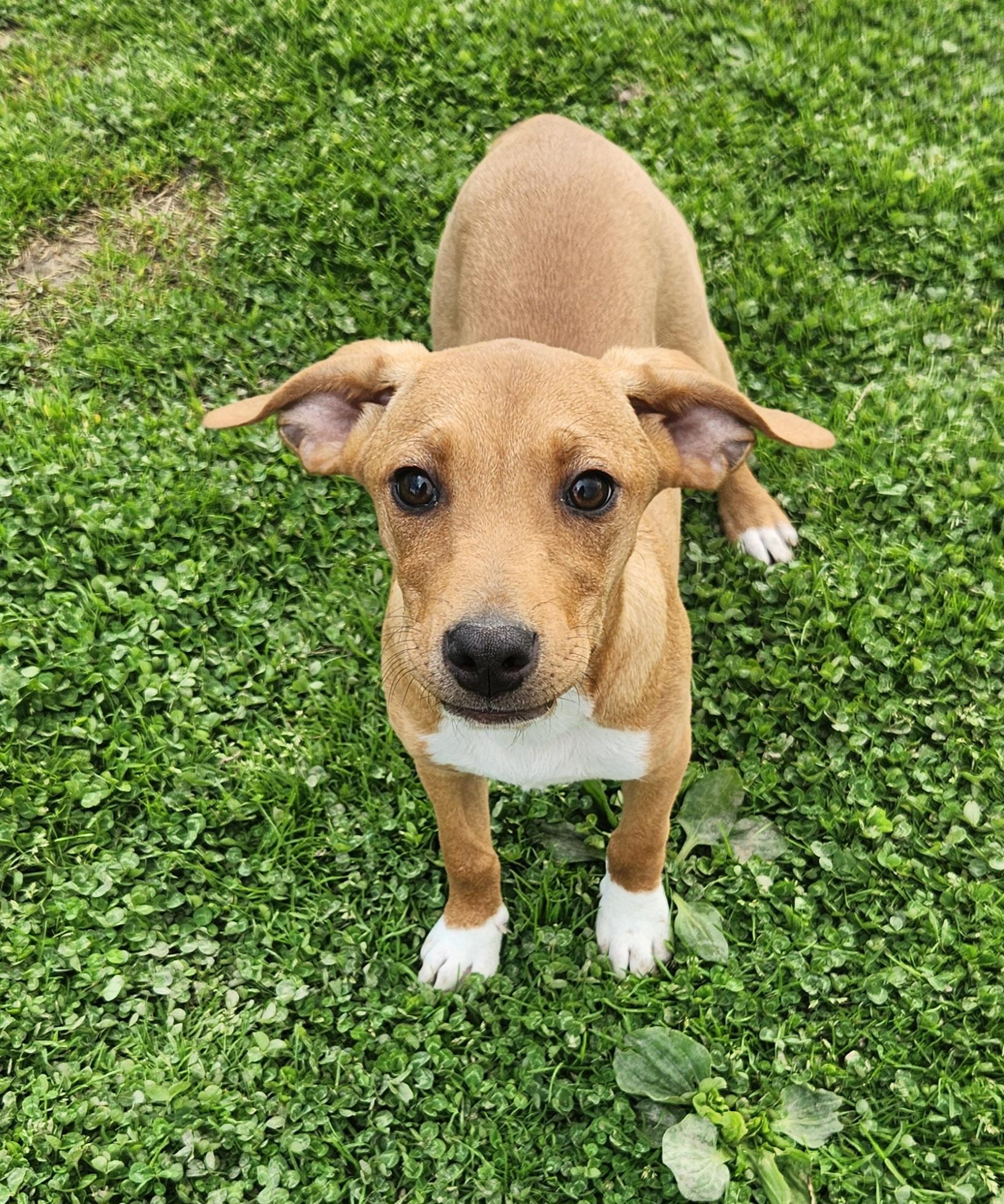 Enlarge Pheasant, a ADOPTABLE mixed breed in Liberty Center, OH image 4/6