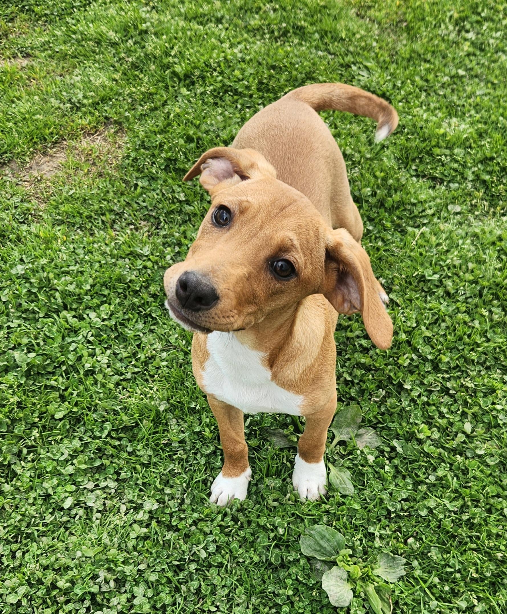 Enlarge Pheasant, a ADOPTABLE mixed breed in Liberty Center, OH image 3/6