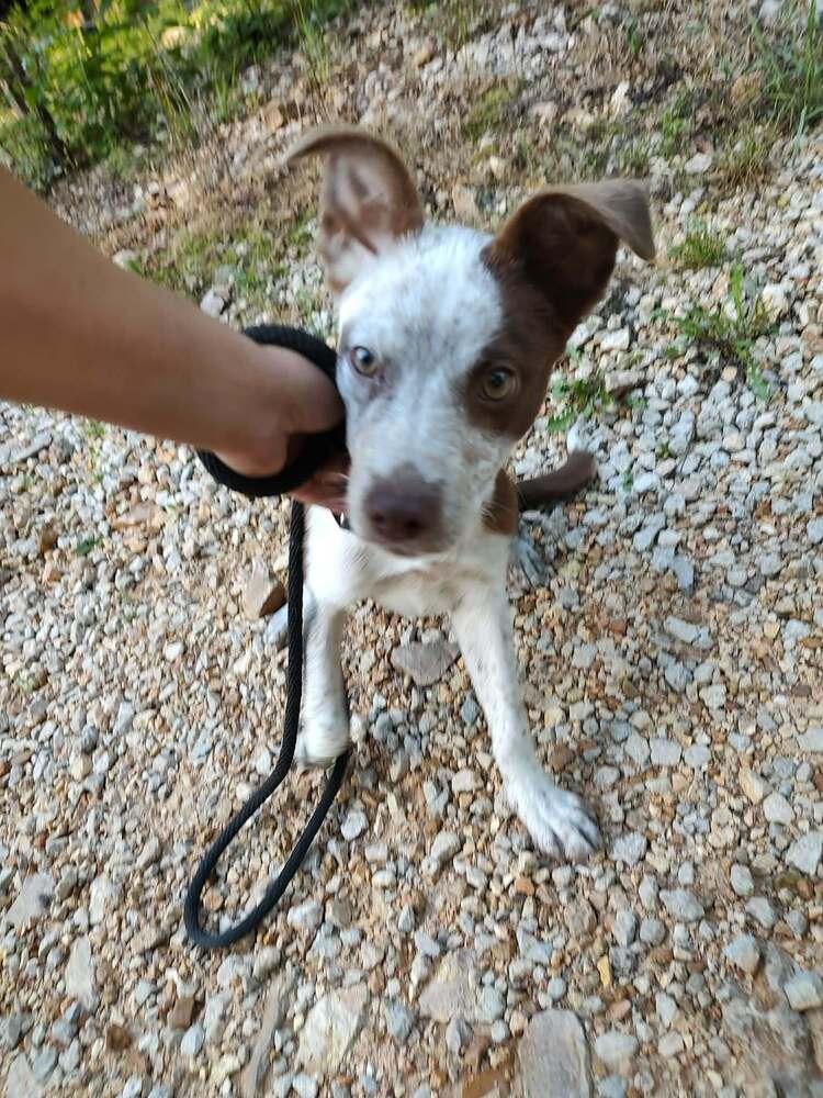 Luna, Adoptable, Puppy Female Mixed Breed.