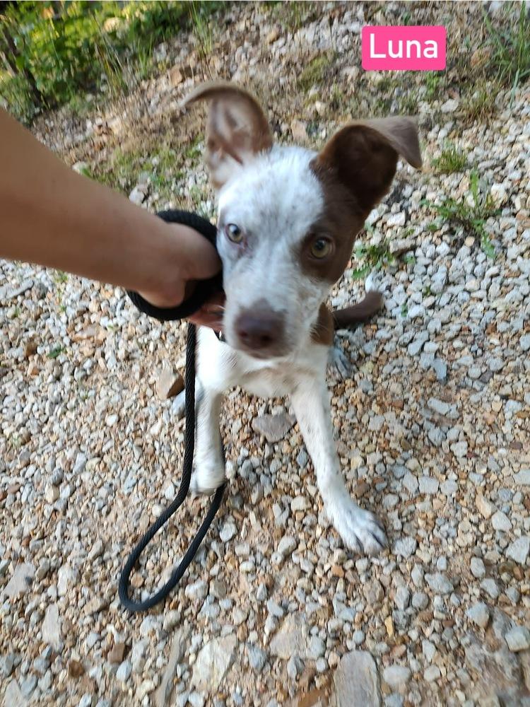 Luna, a Adoptable Mixed Breed in Warrenton, MO image 2/2
