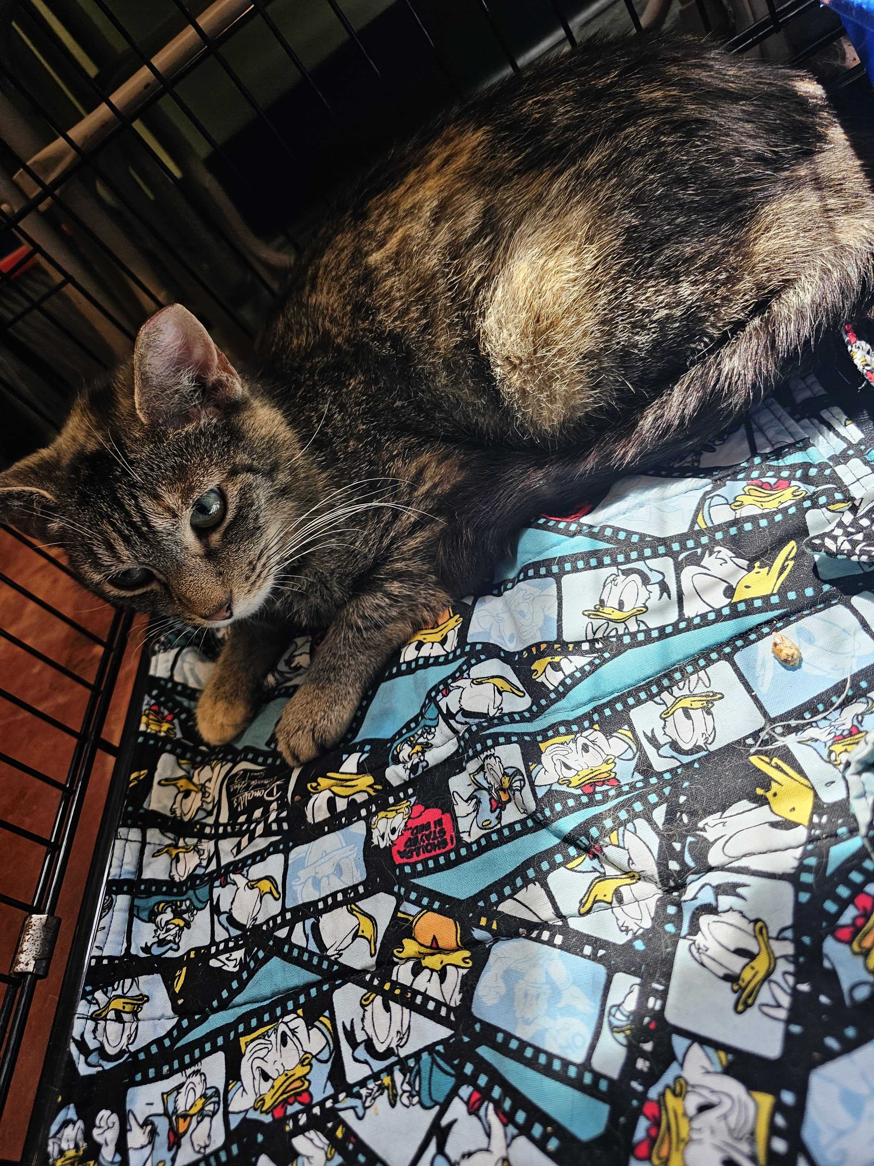 Ellie Mae