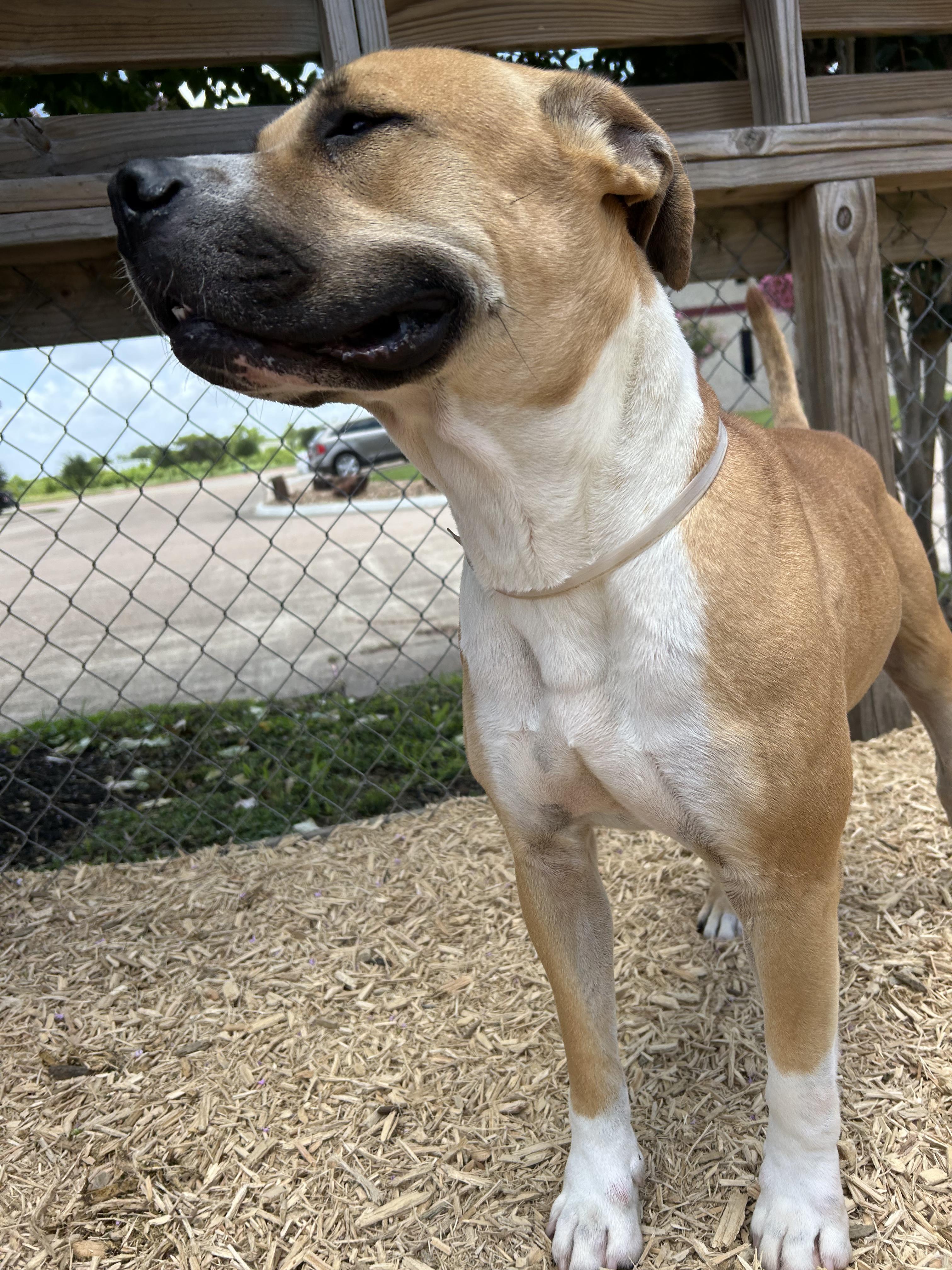 Blaze, a Adoptable mixed breed in Aurora, CO image 2/6