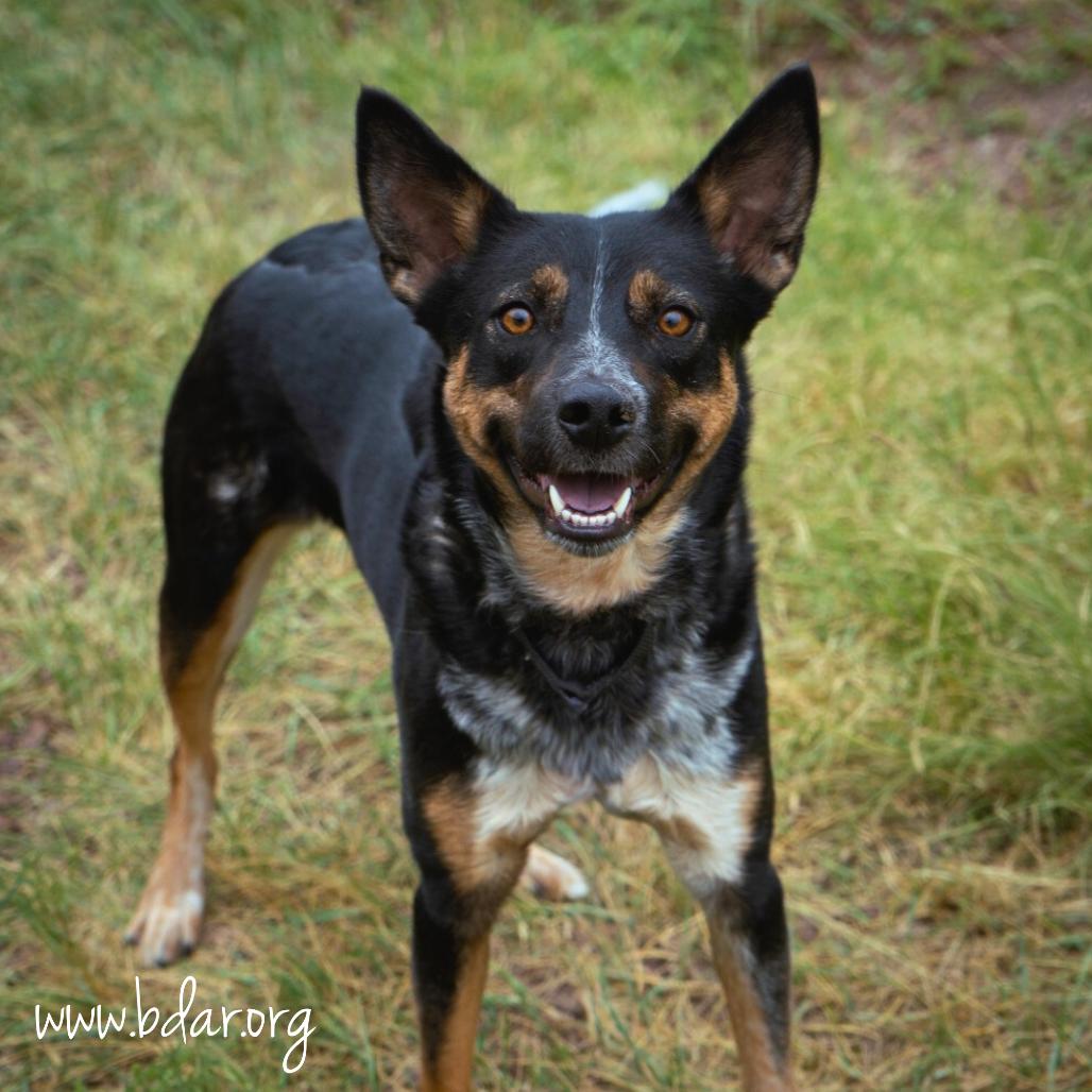 Birdie, a Adoptable mixed breed in Cheyenne, WY image 1/6